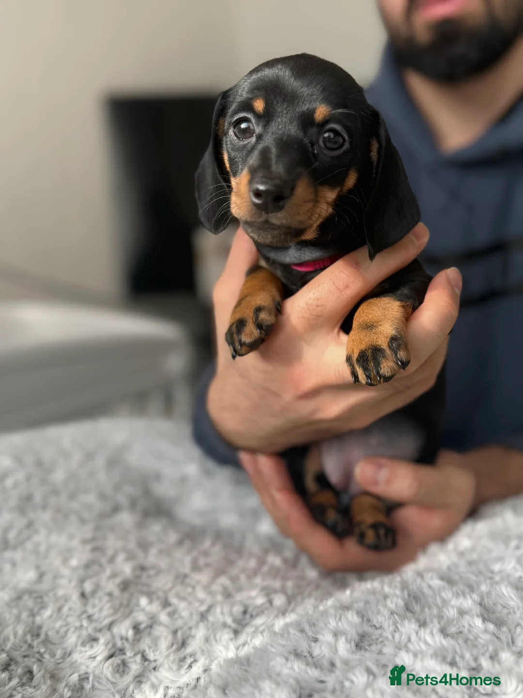 Miniature Dachshund dogs for sale: Beautiful miniature Dachshund puppies  - Advert 5