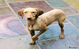 Hungarian Vizsla dogs for sale: Meet My Darling Sofie our Charming Girl  - Image 3