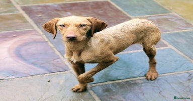 Hungarian Vizsla dogs - Advert 5