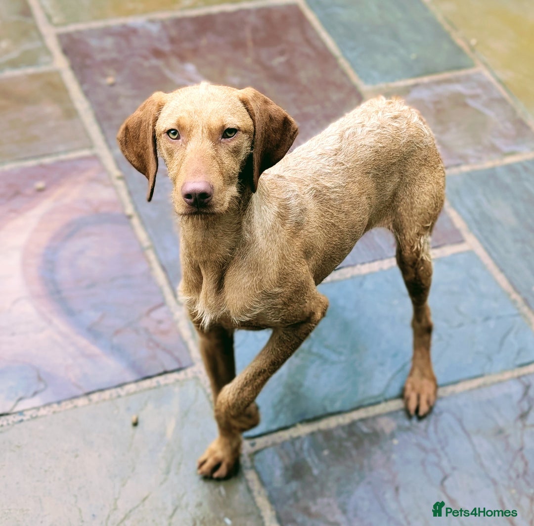 Hungarian Vizsla dogs for sale: Meet My Darling Sofie our Charming Girl  - Image 3
