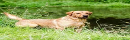 Labrador Retriever dogs for stud: Fully Health Tested Fox Red Labrador in Radstock - Advert 12