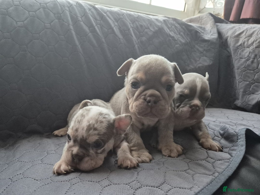 English Bulldog dogs for sale: Beautiful English Bull Dogs KC reg - Image 20