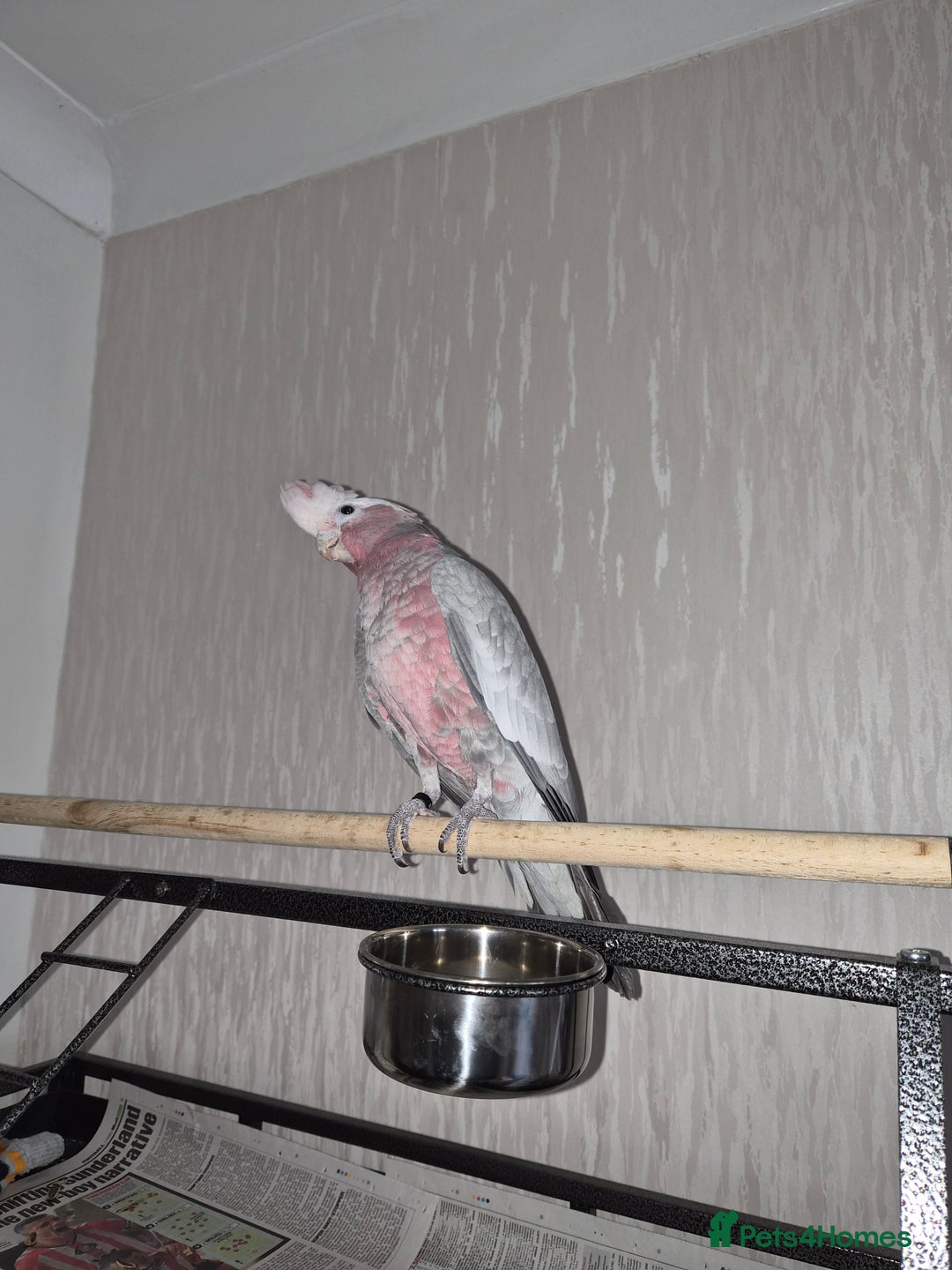 Cockatoo birds for sale: Galah Cokatoo  - Advert 2