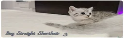 Scottish Fold cats for sale: Scotish fold kittens - Advert 11