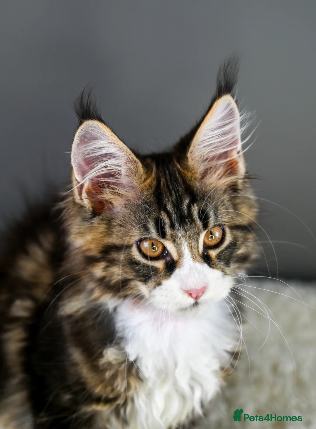 Maine Coon cats for sale: 🧬 STUNNING KITTENS - TICA REGISTERED 🎖️ - Advert 8