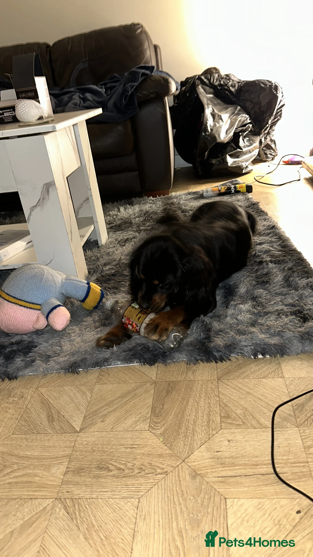 Mixed Breed dogs for sale: King Charles cockerpoo - Advert 4