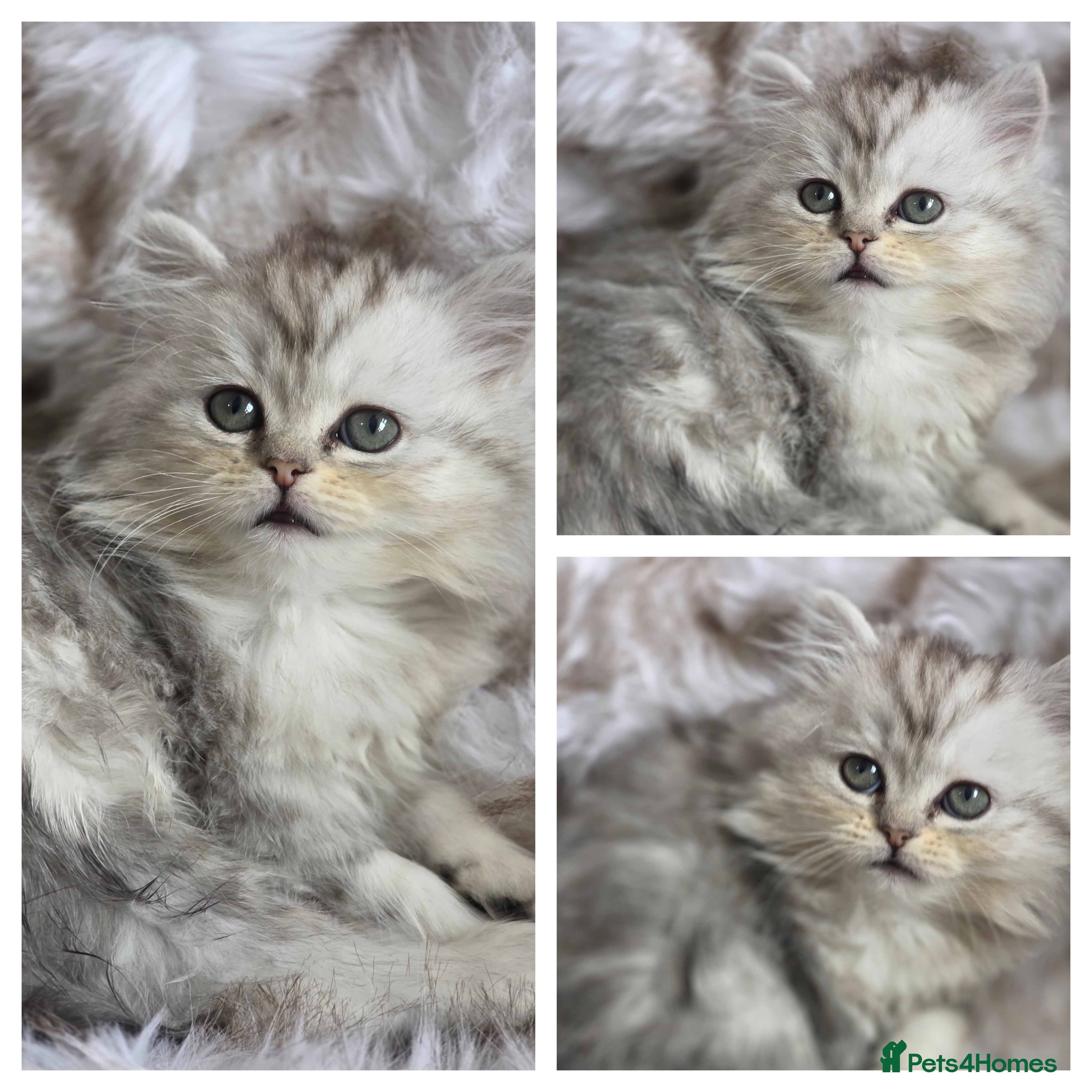 Persian cats Persian kittens 2 boys 1 girl left ready now - Advert 2