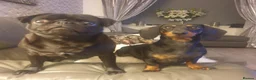Miniature Dachshund dogs for sale: Wanted loving 5star homes only in Leigh - Advert 8