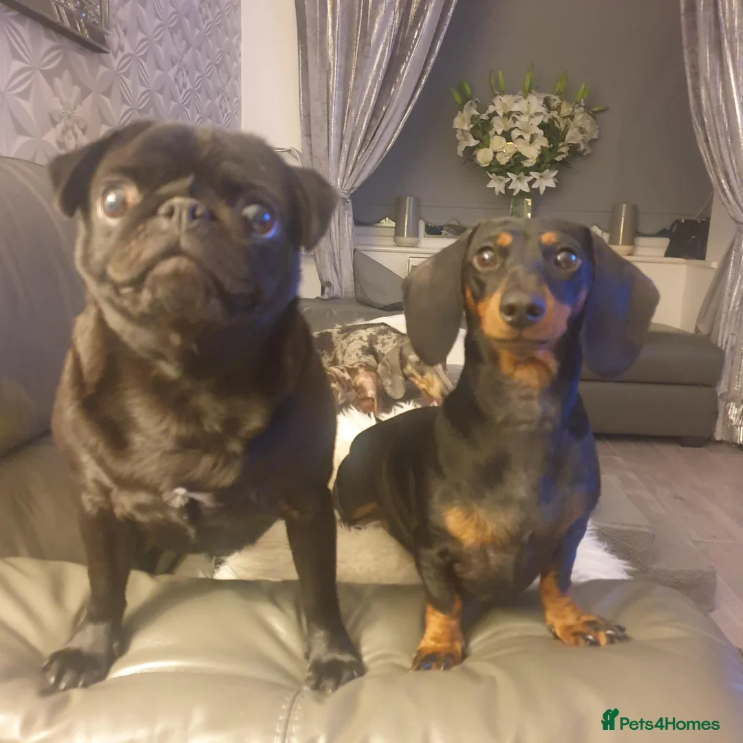 Miniature Dachshund dogs for sale: Wanted loving 5star homes only in Leigh - Advert 8