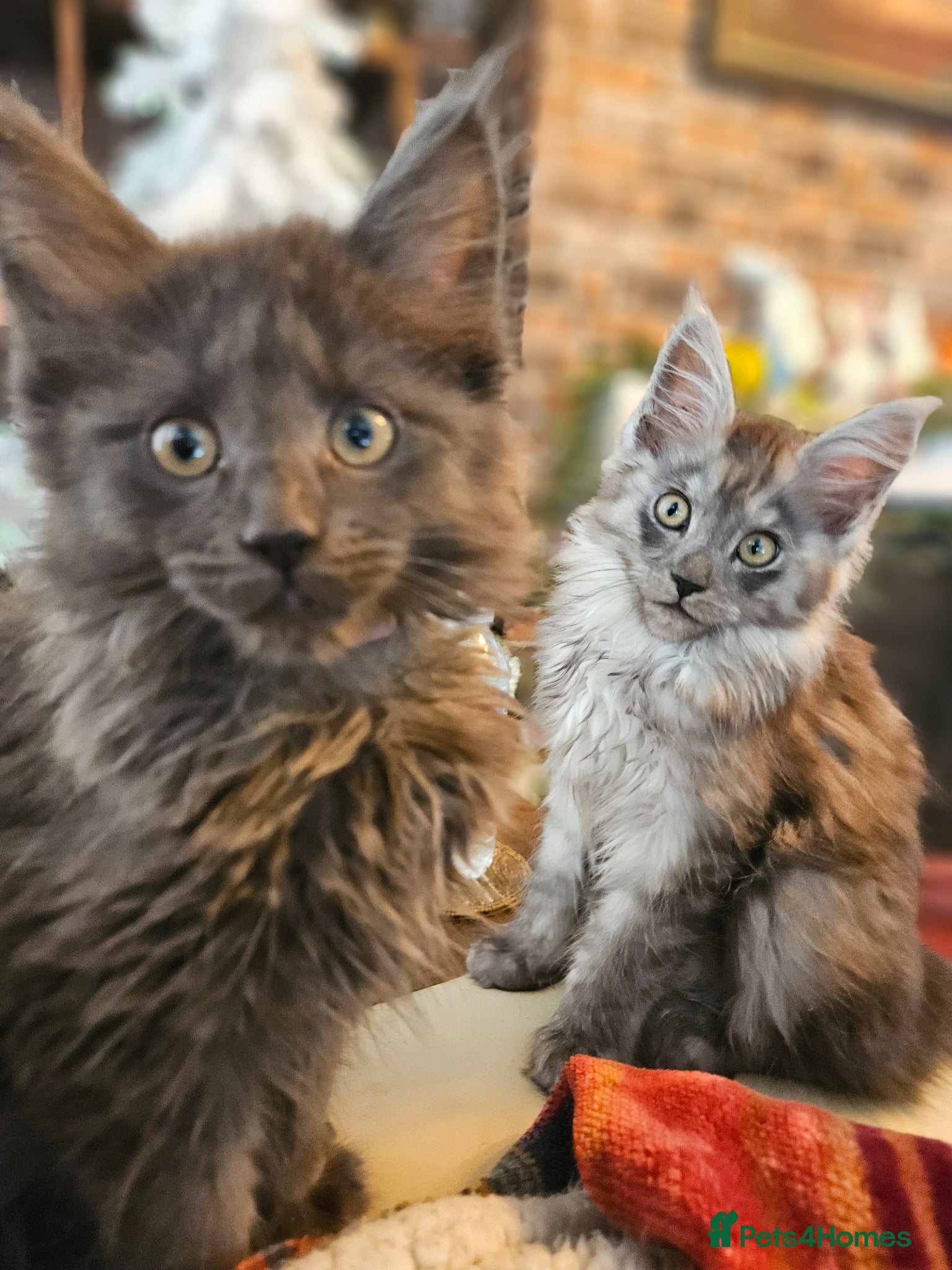 Maine Coon cats **GCCF REG PEDIGREE MAINE COON LAST ONE!! FEMALE! - Advert 18