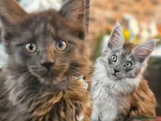 Maine Coon cats **GCCF REG PEDIGREE MAINE COON LAST ONE!! FEMALE! - Advert 18