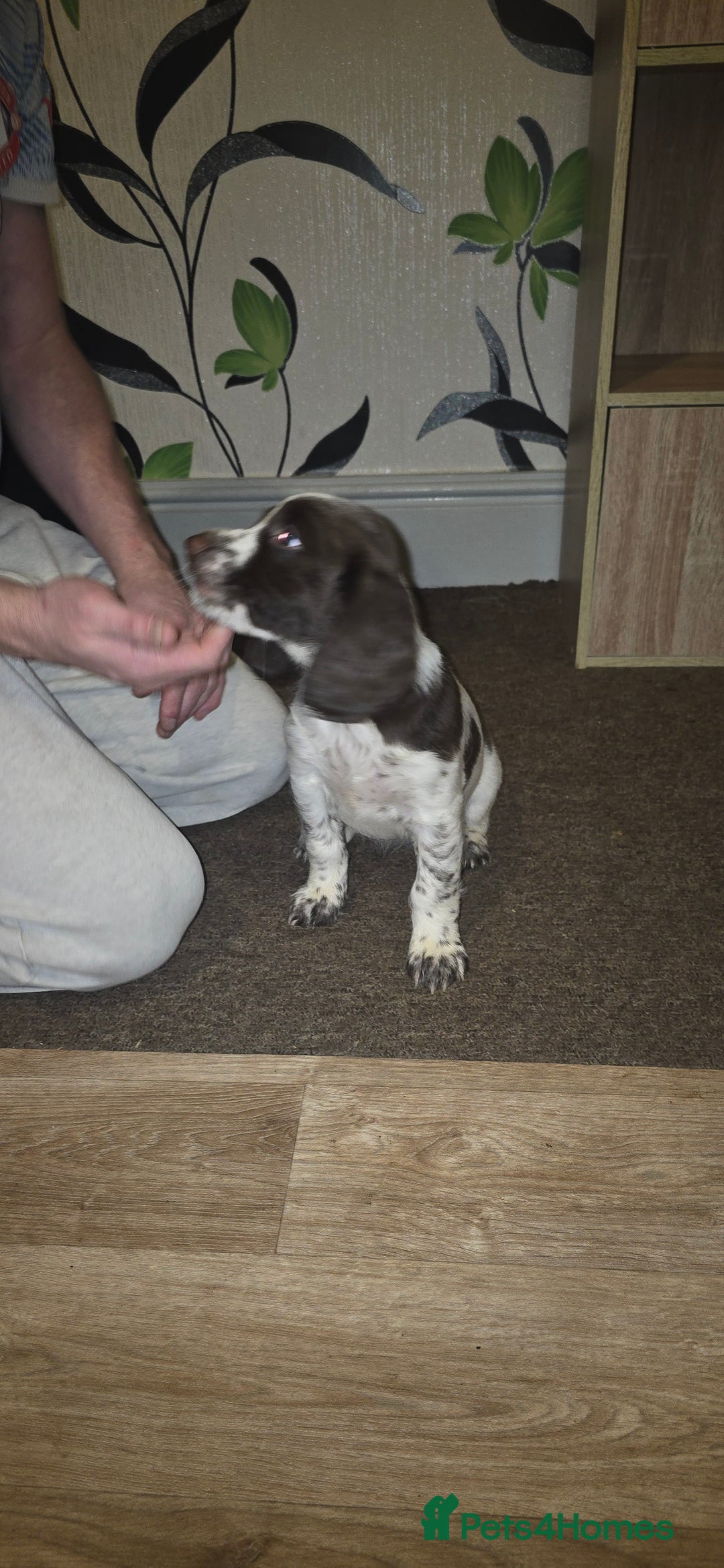 Sprocker dogs for sale: Home-Reared Sprocker Puppies  - Advert 26