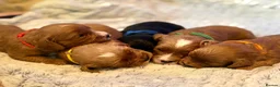Cavapoo dogs for sale: Cavapoo Puppies  - Advert 8