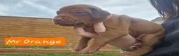 Rhodesian Ridgeback dogs for sale: Beautiful Rhodesian Ridgeback Puppies  in Doncaster - Advert 12