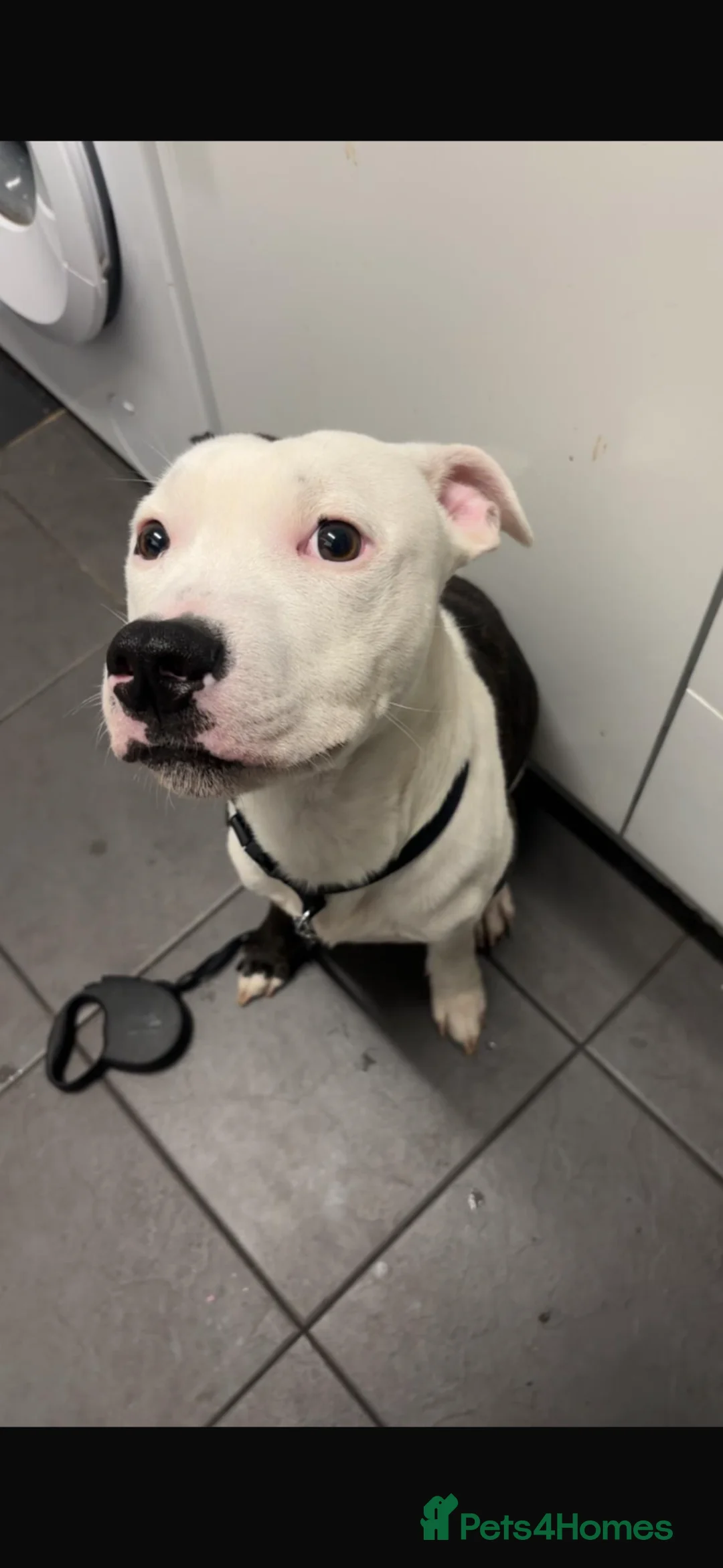 Mixed Breed dogs for sale: Male called Chester  - Advert 1