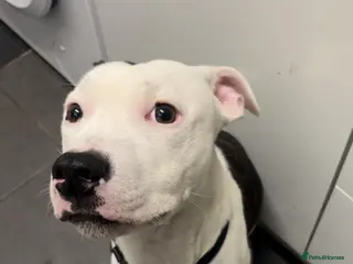 Mixed Breed dogs Male called Chester - Advert 1