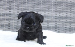 Mixed Breed dogs for sale: French bulldog X imperial shih tzu  - Image 19