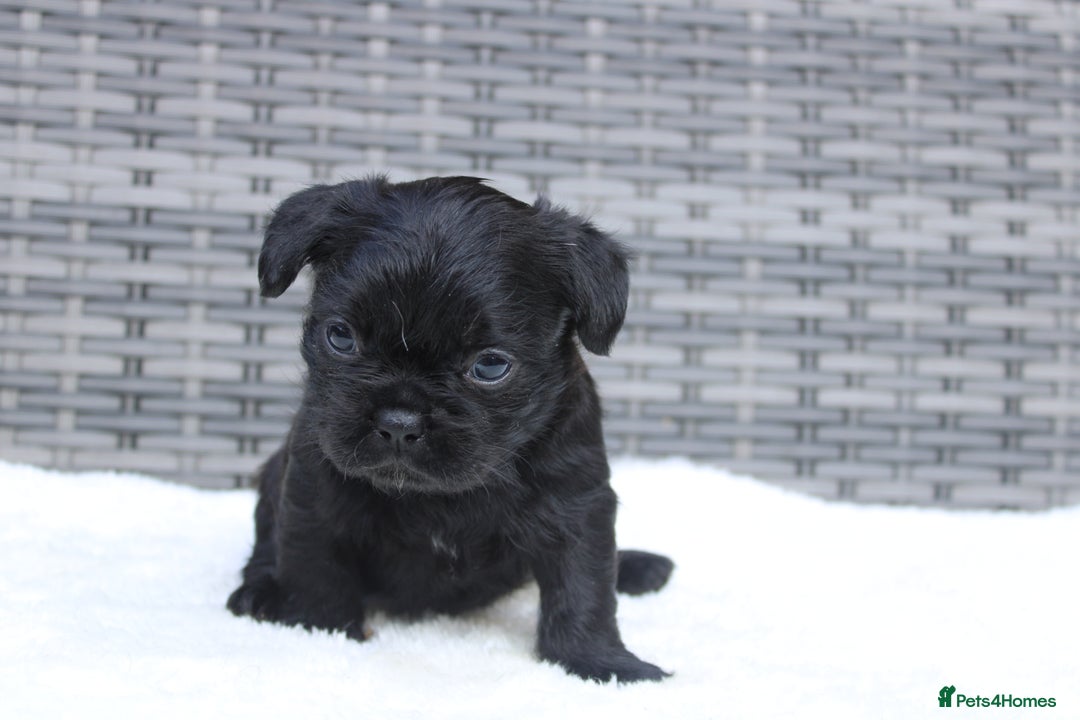 Mixed Breed dogs for sale: French bulldog X imperial shih tzu  - Image 19