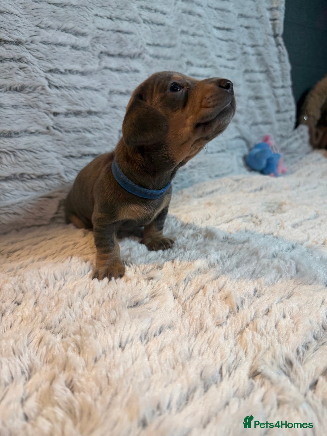 Dachshund dogs for sale: 6 Absolutely stunning dachshund  puppies for sale - Advert 20