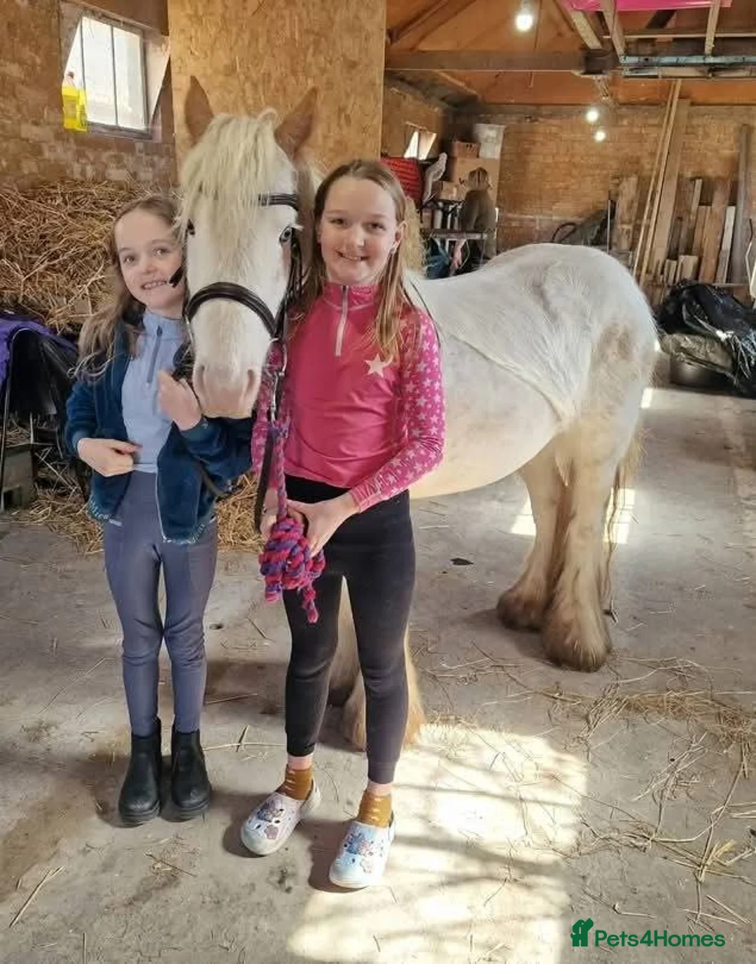 Irish Cob horses for sale: Trixie the proper little kids pony - Advert 6