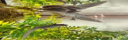 Axolotl reptiles for sale: Black melenoid axolotl  in Caldicot - Advert 6