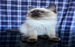 Ragdoll cats for sale: FIFe Registered Ragdoll Kittens Champion Line  - Image 24