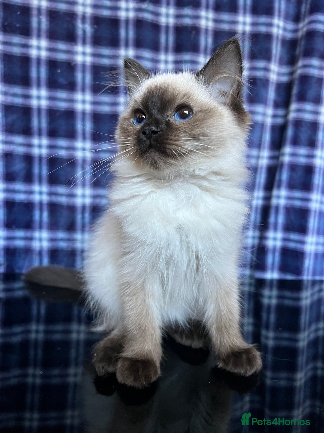 Ragdoll cats for sale: FIFe Registered Ragdoll Kittens Champion Line  - Image 24