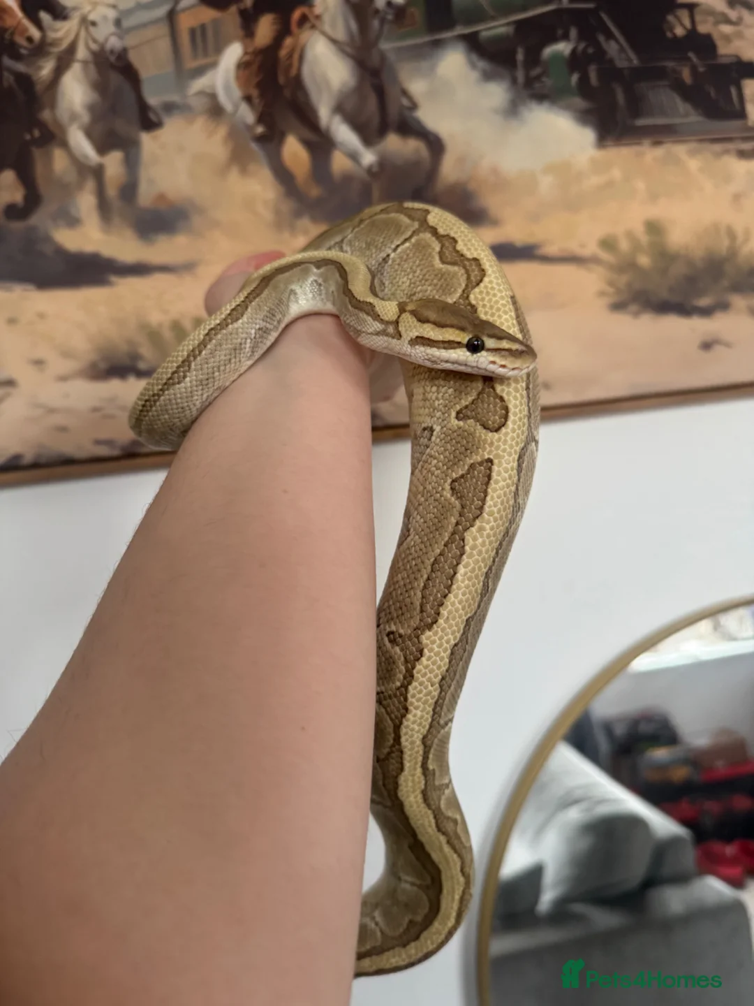 Python Snake reptiles for sale: Royal Python Female - Advert 1
