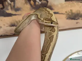 Python Snake reptiles Royal Python Female - Advert 10