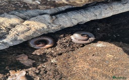 Millipedes invertebrates for sale: 2 Giant Olive Millipedes  - Image 2