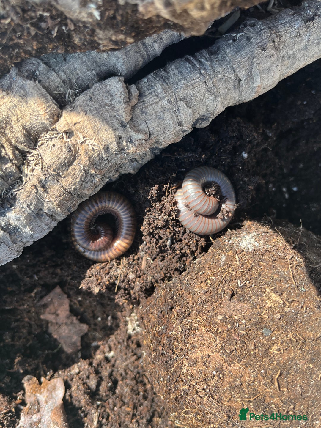 Millipedes invertebrates for sale: 2 Giant Olive Millipedes  - Image 2