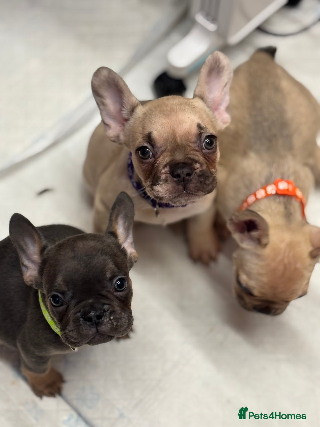 French Bulldog dogs for sale: 💕Adorable French bulldogs💕 - Advert 7