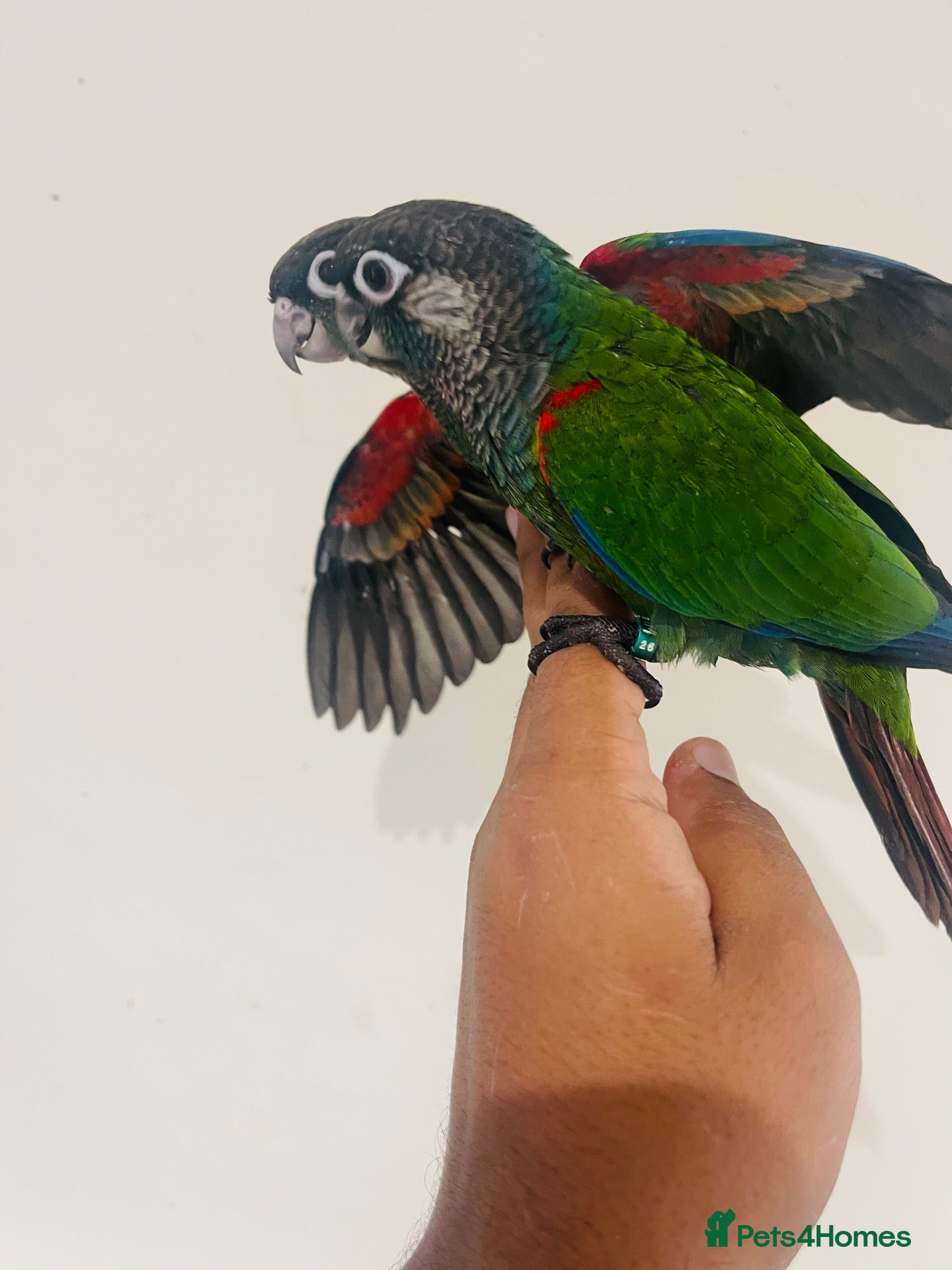 Conures birds Hand reared conures for sale  - Advert 1