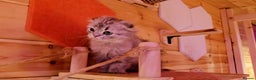 Scottish Fold cats for sale: Scottish Fold Kittens - Advert 3