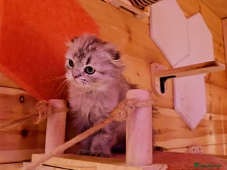 Scottish Fold cats Scottish Fold Kittens - Advert 4