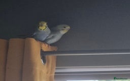 Budgerigars birds for sale: 2 Budgies, cage, stand and accessories  - Image 3