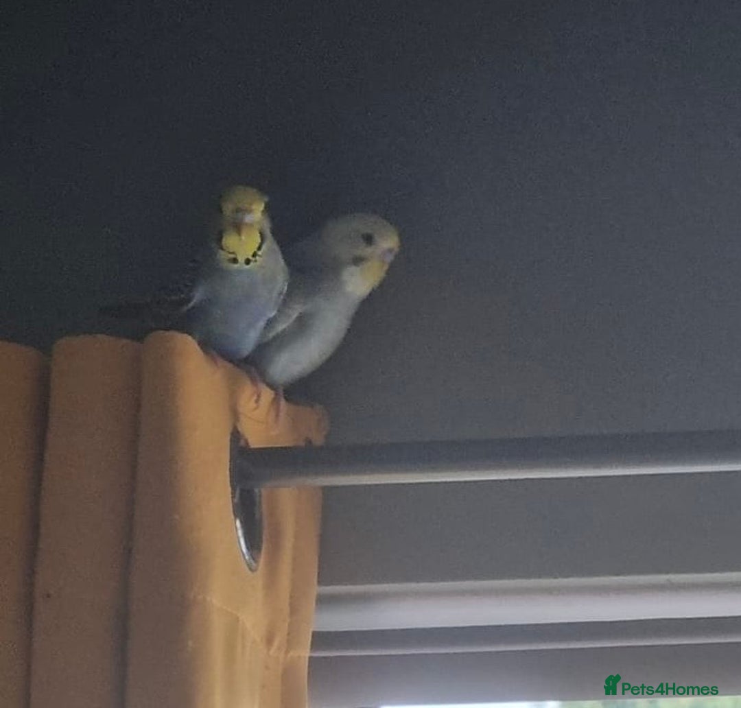 Budgerigars birds for sale: 2 Budgies, cage, stand and accessories  - Image 3