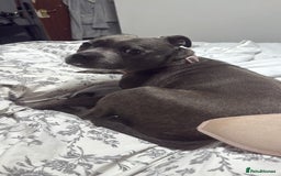 Staffordshire Bull Terrier dogs for sale: 🐾Beautiful chunky Staffies 🐾 - Image 19