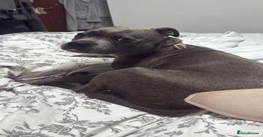 Staffordshire Bull Terrier dogs - Advert 4