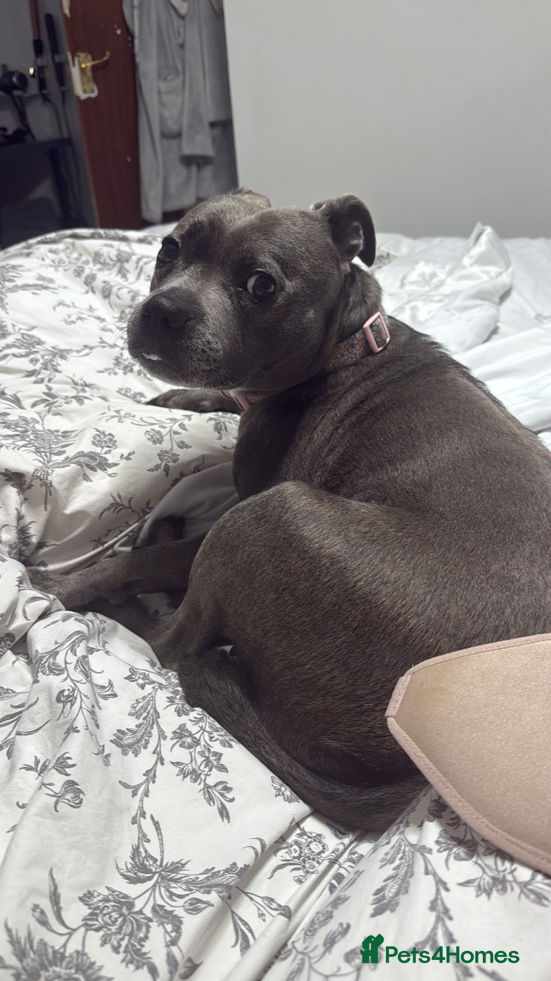 Staffordshire Bull Terrier dogs for sale: 🐾Beautiful chunky Staffies 🐾 - Image 19