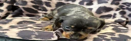 Miniature Dachshund dogs for sale: Miniature Dachsund puppies 3 boys 1 girl  - Advert 21