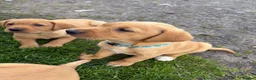 Labrador Retriever dogs for sale: Ready now Red Labrador puppies  - Advert 9