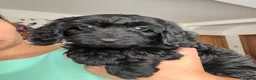 Cockapoo dogs for sale: *READY TO LE F1 cockapoo-health tested parents - Advert 4