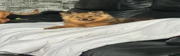 Pomeranian dogs for sale: Pomeranian  in Newtownabbey - Advert 1