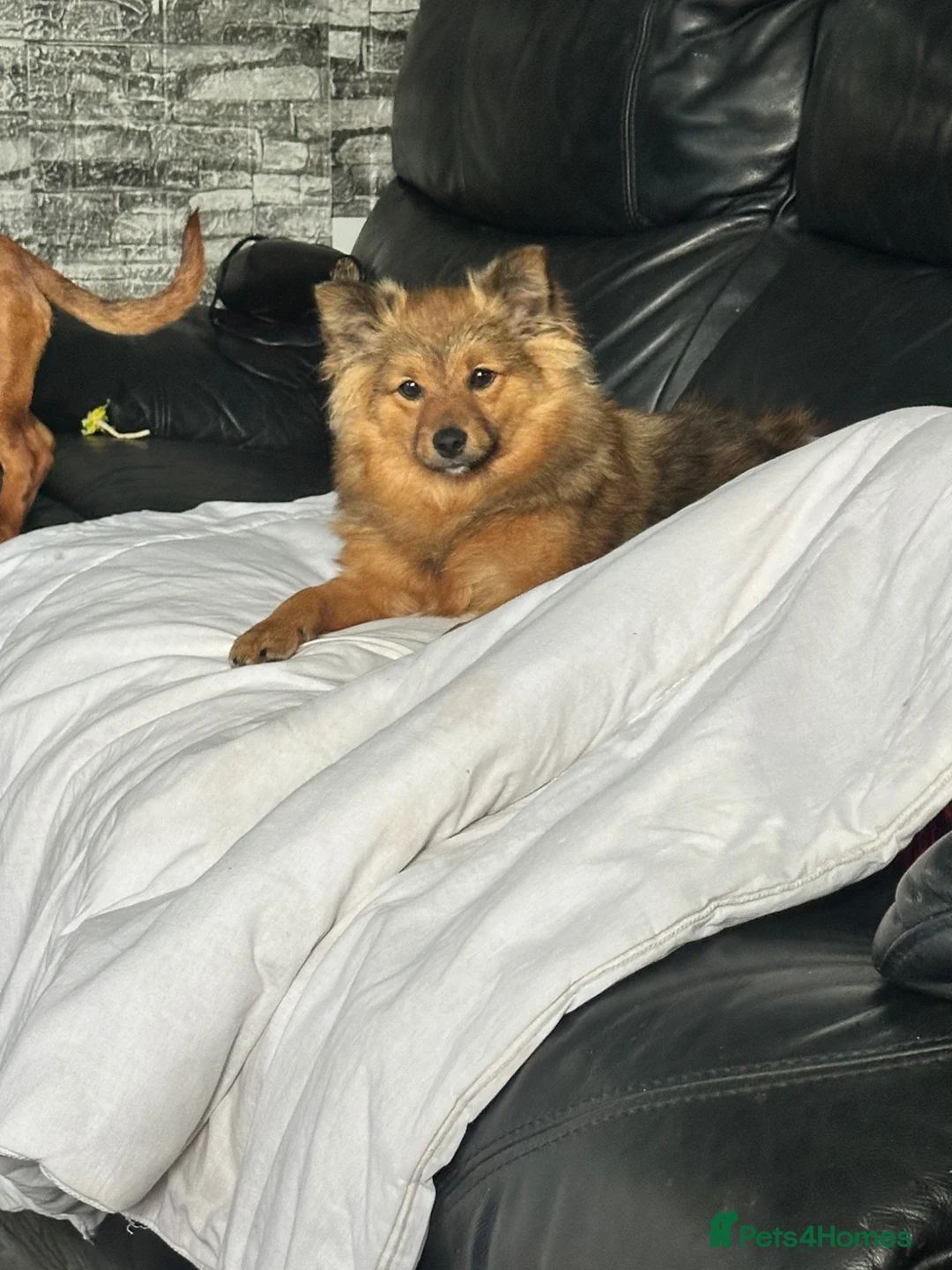 Pomeranian dogs for sale: Pomeranian  in Newtownabbey - Advert 1