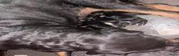 Rottweiler dogs for sale: Beautiful Rottweiler Pups  - Advert 5