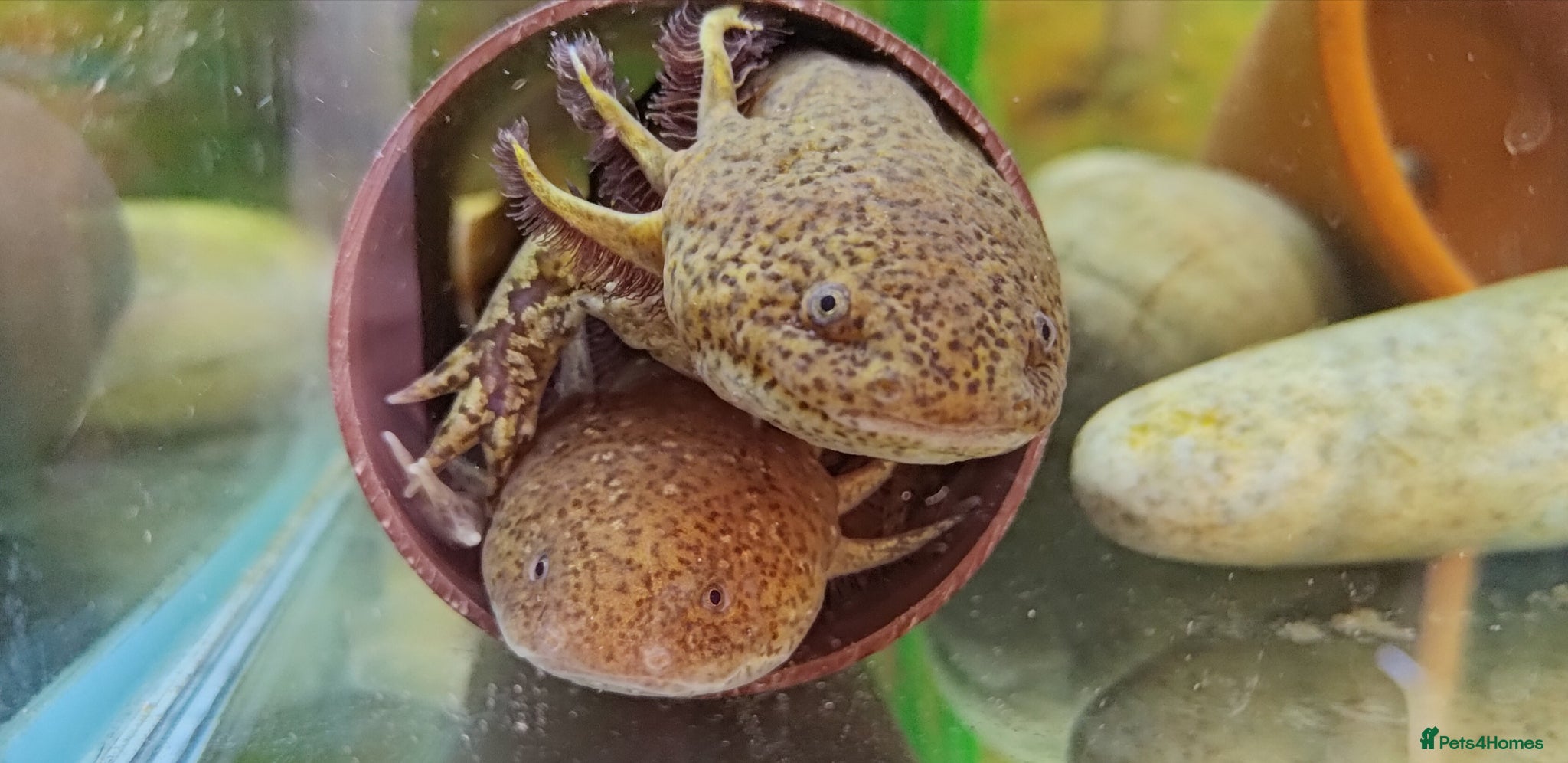 Axolotl reptiles Axolotl adults, various colours - Advert 8