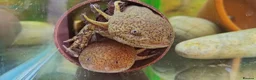 Axolotl reptiles for sale: Axolotl adults, various colours - Advert 1