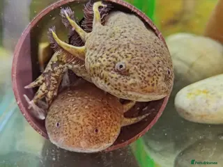 Axolotl reptiles Axolotl adults, various colours - Advert 1