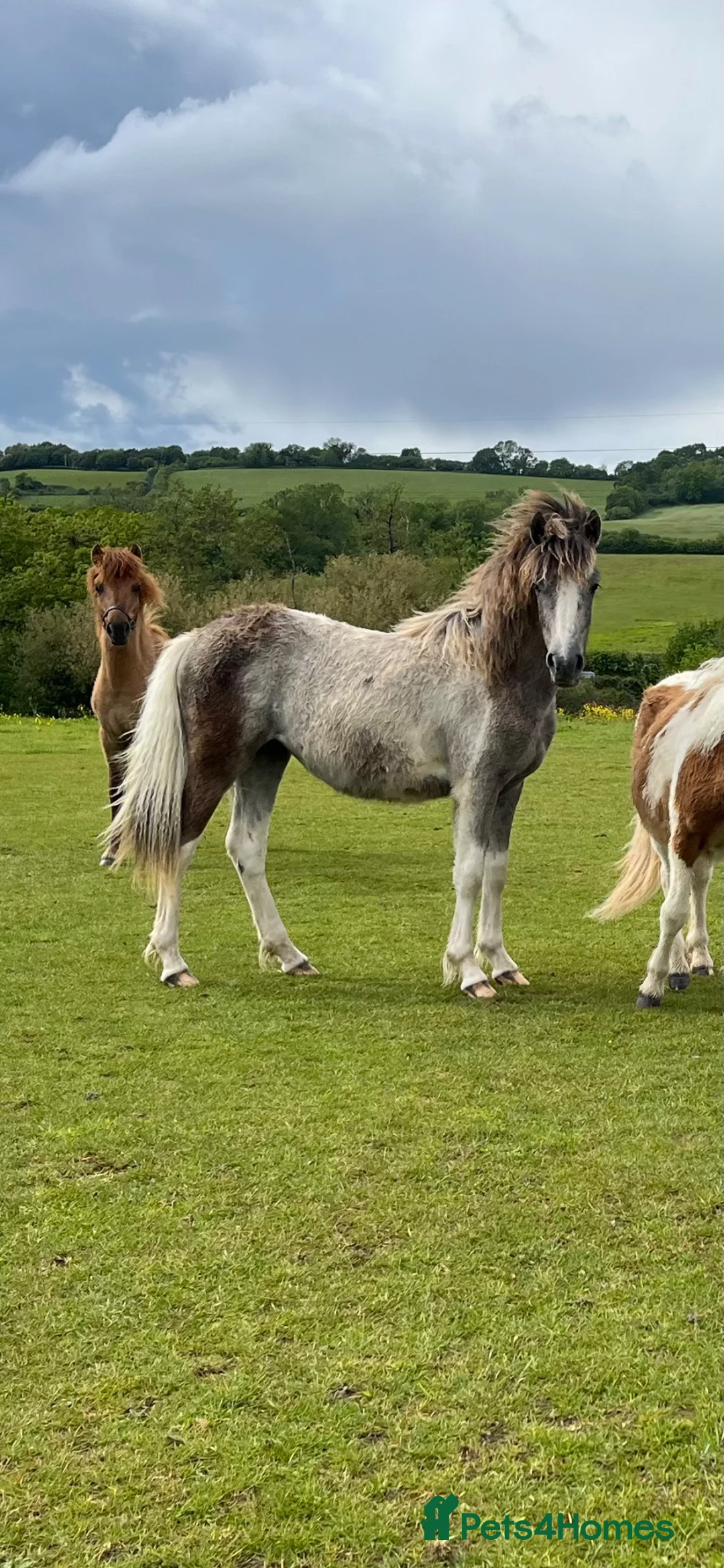 Other Breed horses for sale: Dartmoor Hill pony, Filly blue and white - Advert 1